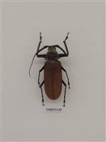 藏品(蓬萊巨顎天牛)的圖片